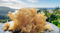St. Lucian Sea Moss Vendor Contact